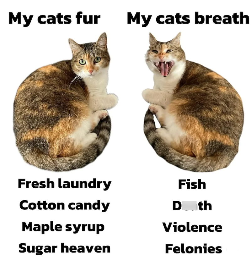 My cats fur My cats breath Fresh laundry Cotton candy Fish D th Violence Maple syrup Sugar heaven Felonies