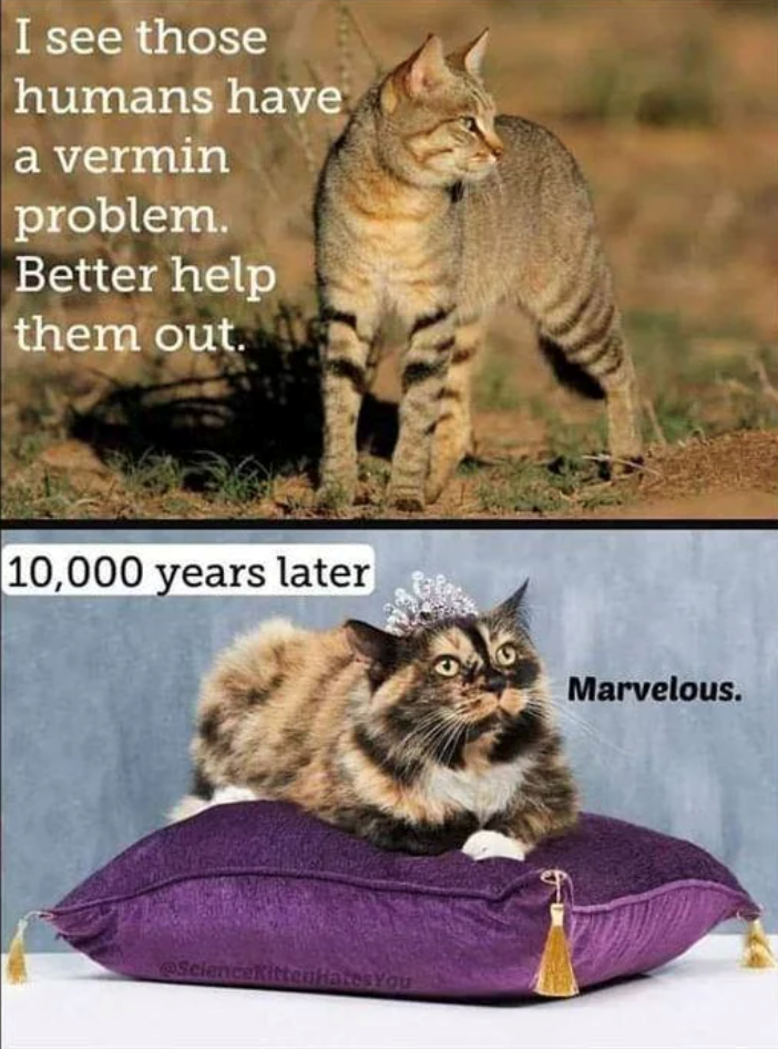 I see those humans have a vermin problem. Better help them out. 10,000 years later ScienceKittenHates You Marvelous.