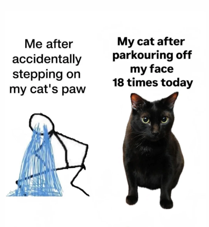 Me after accidentally stepping on my cat's paw My cat after parkouring off my face 18 times today