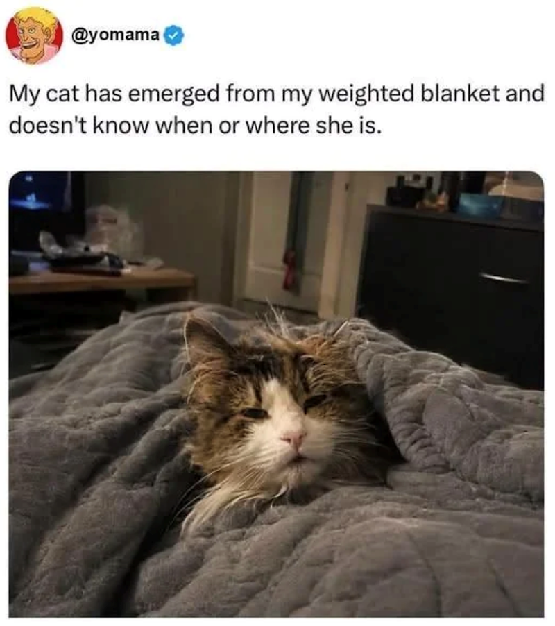@yomama My cat has emerged from my weighted blanket and doesn't know when or where she is.
