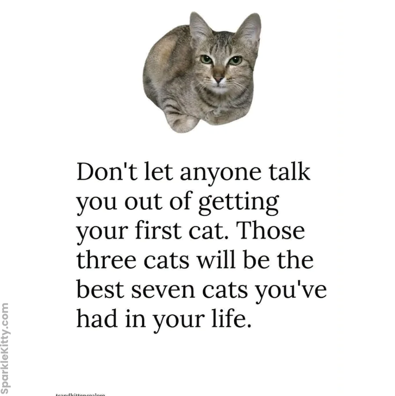 Sparklekitty.com teandkittensgalore Don't let anyone talk you out of getting your first cat. Those three cats will be the best seven cats you've had in your life.
