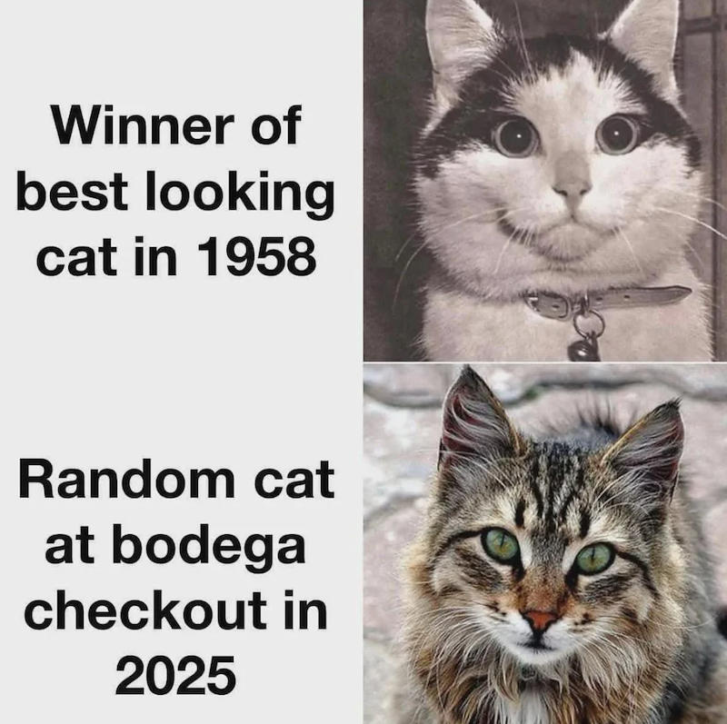 Winner of best looking cat in 1958 Random cat at bodega checkout in 2025