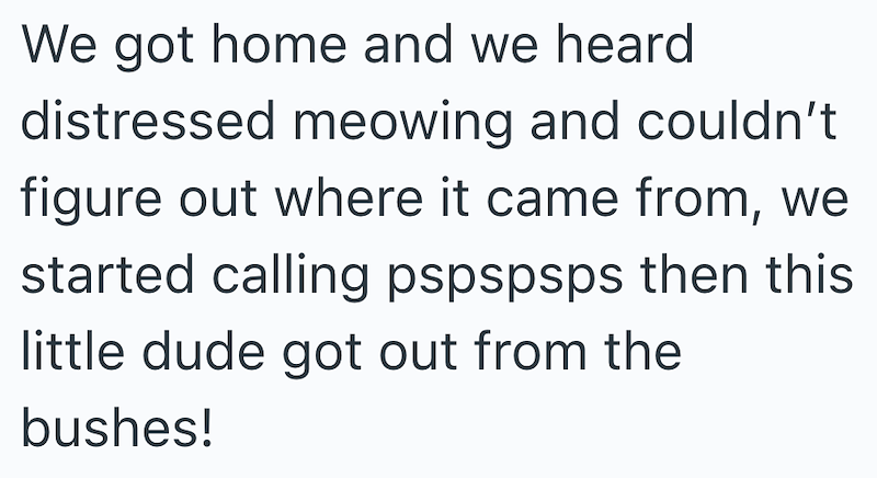 We got home and we heard distressed meowing and couldn't figure out where it came from, we started calling pspspsps then this little dude got out from the bushes!