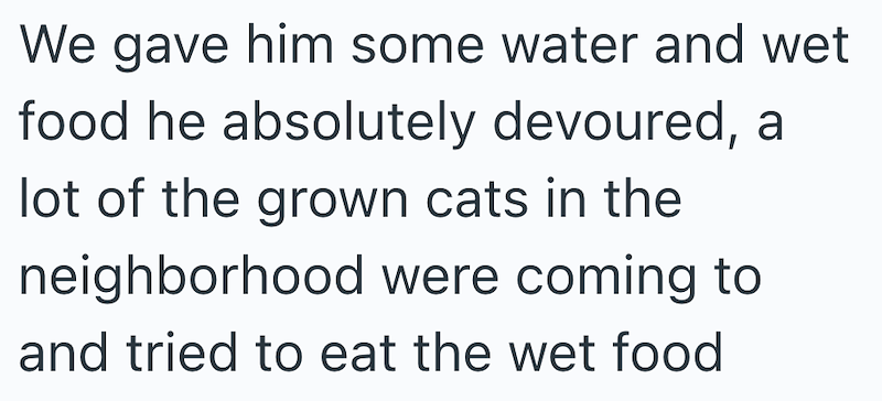 We gave him some water and wet food he absolutely devoured, a lot of the grown cats in the neighborhood were coming to and tried to eat the wet food
