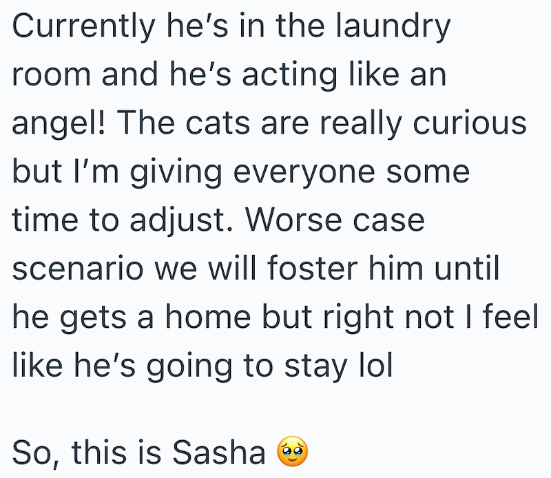Currently he's in the laundry room and he's acting like an angel! The cats are really curious but I'm giving everyone some time to adjust. Worse case scenario we will foster him until he gets a home but right not I feel like he's going to stay lol So, this is Sasha 60