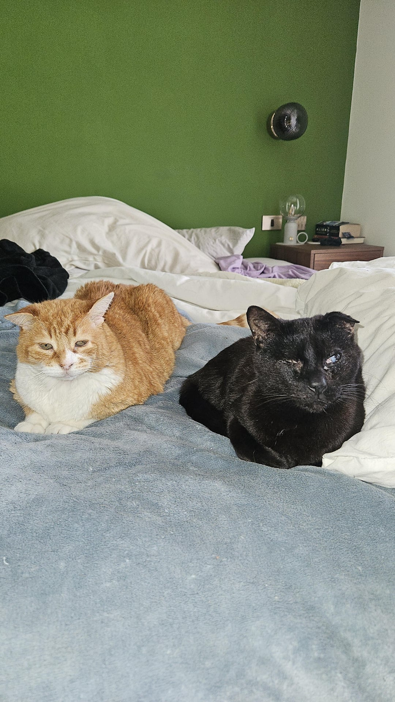 Cheezburger Image 10673021952