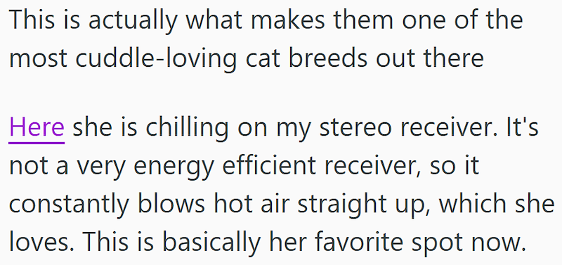 This is actually what makes them one of the most cuddle-loving cat breeds out there Here she is chilling on my stereo receiver. It's not a very energy efficient receiver, so it constantly blows hot air straight up, which she loves. This is basically her favorite spot now.