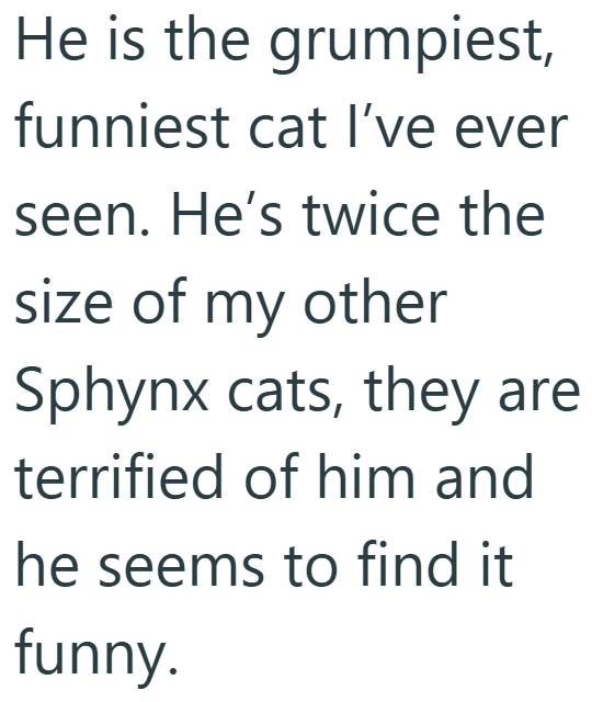 He is the grumpiest, funniest cat I've ever seen. He's twice the size of my other Sphynx cats, they are terrified of him and he seems to find it funny.