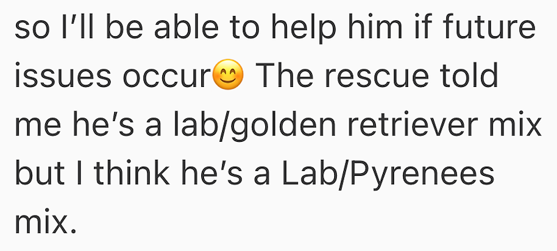 so I'll be able to help him if future issues occur The rescue told me he's a lab/golden retriever mix but I think he's a Lab/Pyrenees mix.