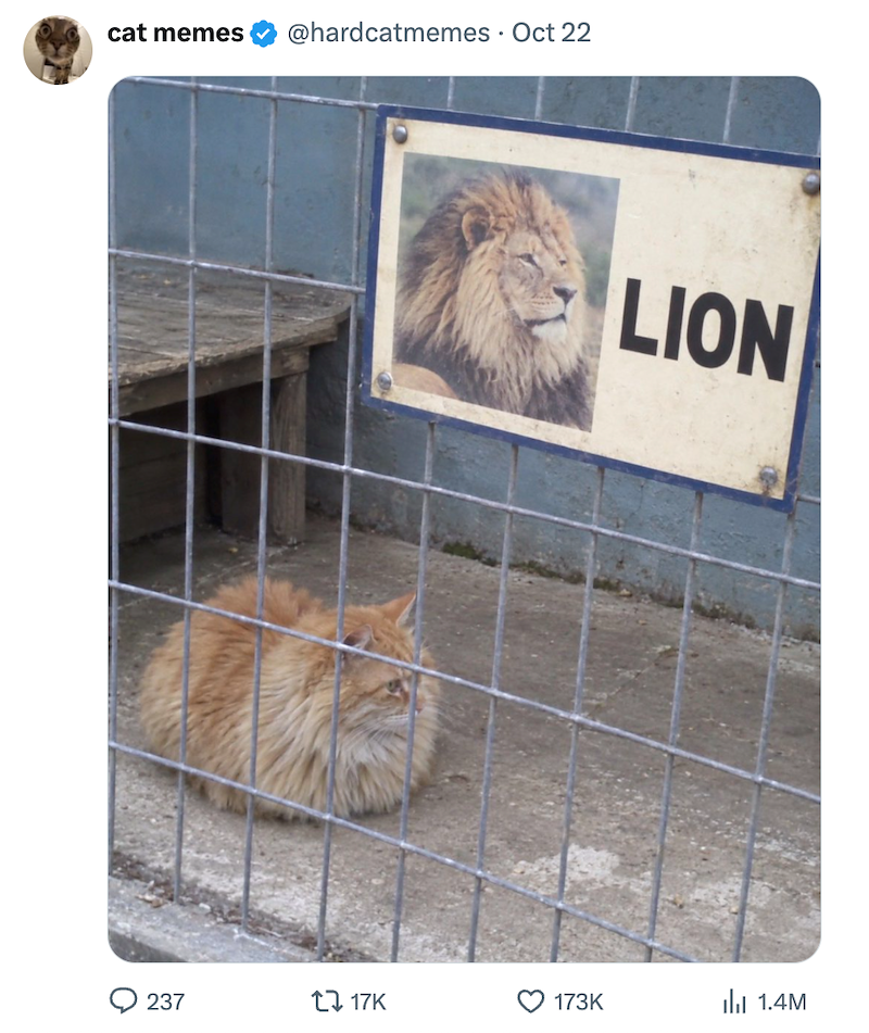 cat memes 237 @hardcatmemes • Oct 22 LION tl 17K 173K ili 1.4M