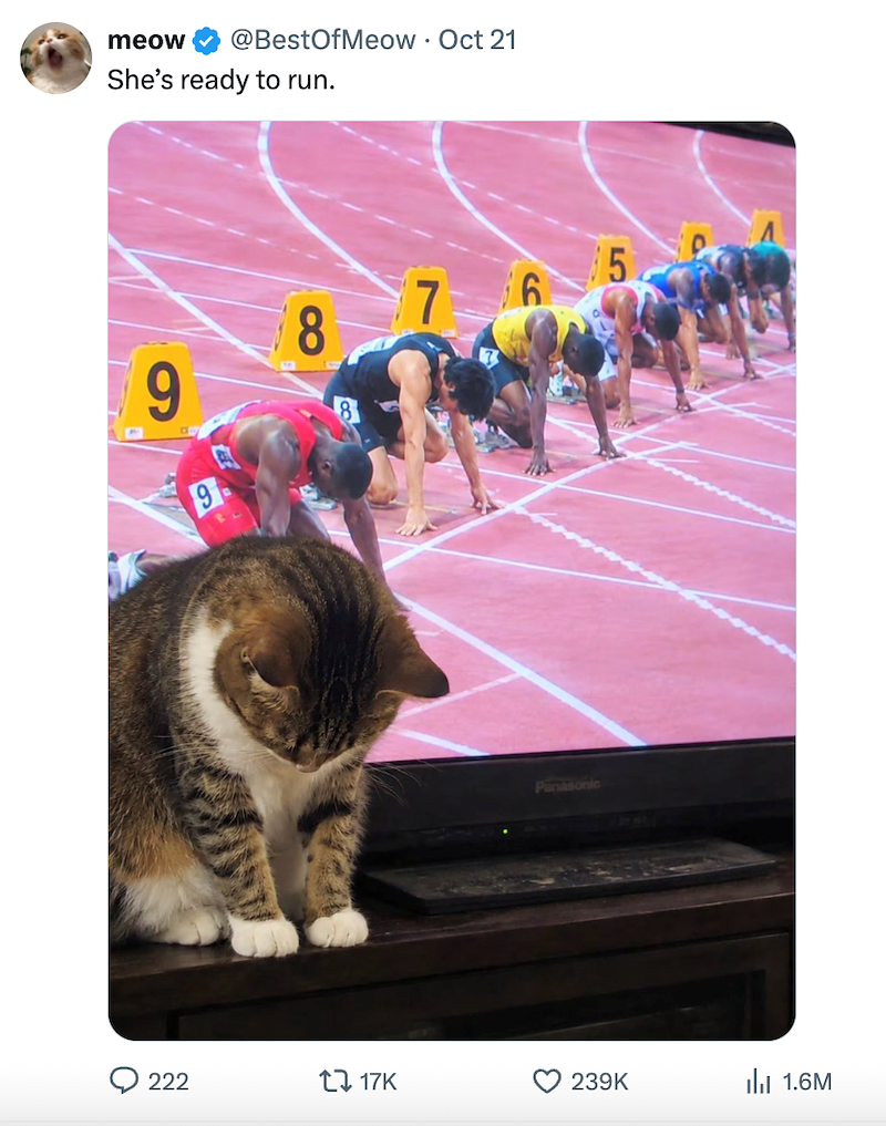 meow @BestOfMeow • Oct 21 She's ready to run. 9 9 7 5 Panasonic 222 tz 17K 239K II 1.6M