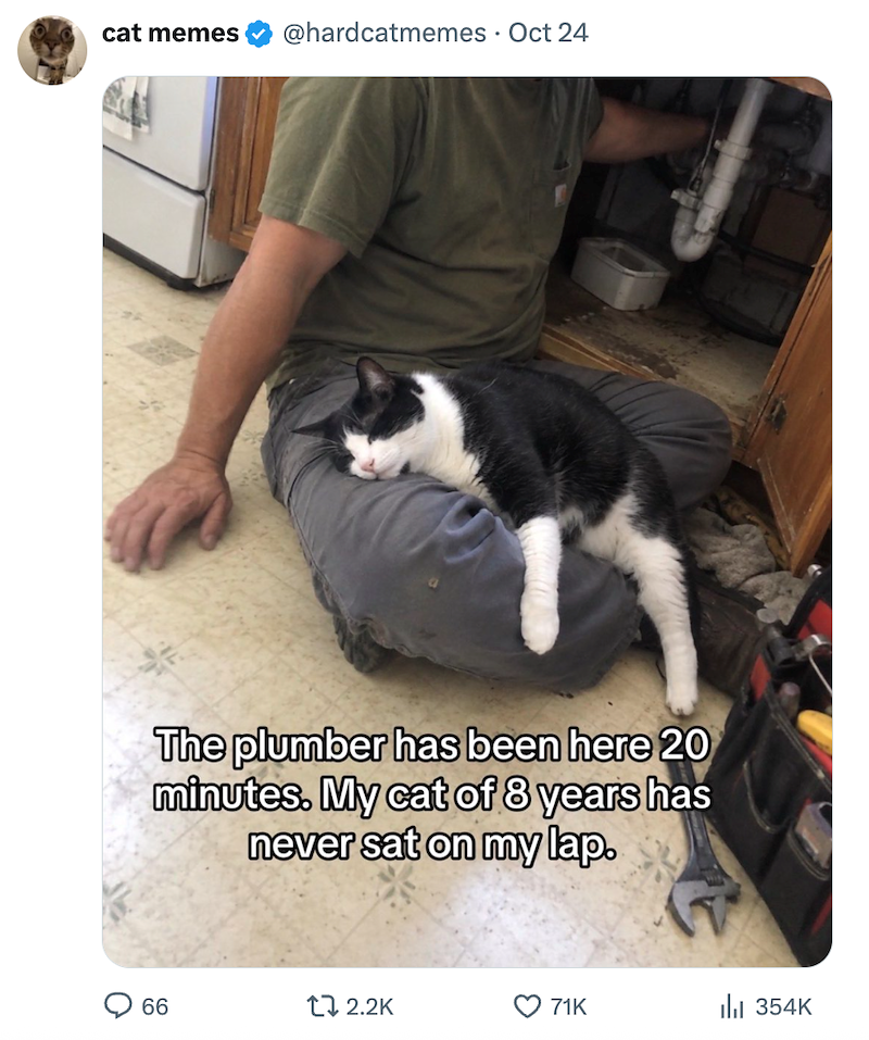 cat memes @hardcatmemes • Oct 24 The plumber has been here 20 minutes. My cat of 8 years has never sat on my lap. 66 17 2.2K 71K Il 354K