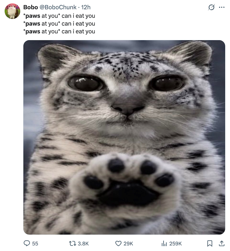 Bobo @BoboChunk · 12h Ø .. ... *paws at you* can i eat you *paws at you* can i eat you *paws at you* can i eat you о 55 tl 3.8K 3 29K 259K ㅁ