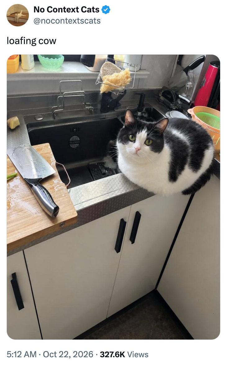 No Context Cats @nocontextscats loafing COW 5:12 AM Oct 22, 2026 327.6K Views