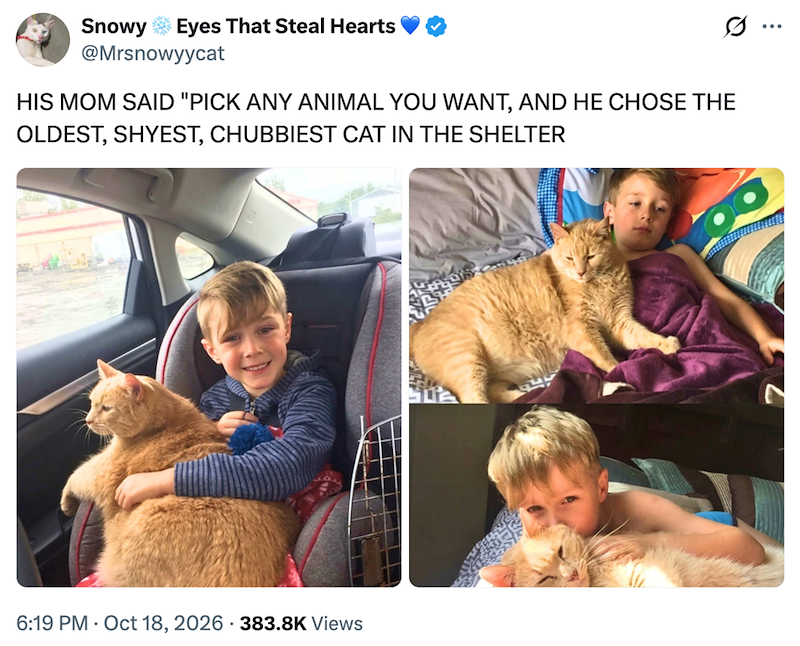 Snowy Eyes That Steal Hearts @Mrsnowyycat HIS MOM SAID "PICK ANY ANIMAL YOU WANT, AND HE CHOSE THE OLDEST, SHYEST, CHUBBIEST CAT IN THE SHELTER 6:19 PM Oct 18, 2026 383.8K Views .. ...