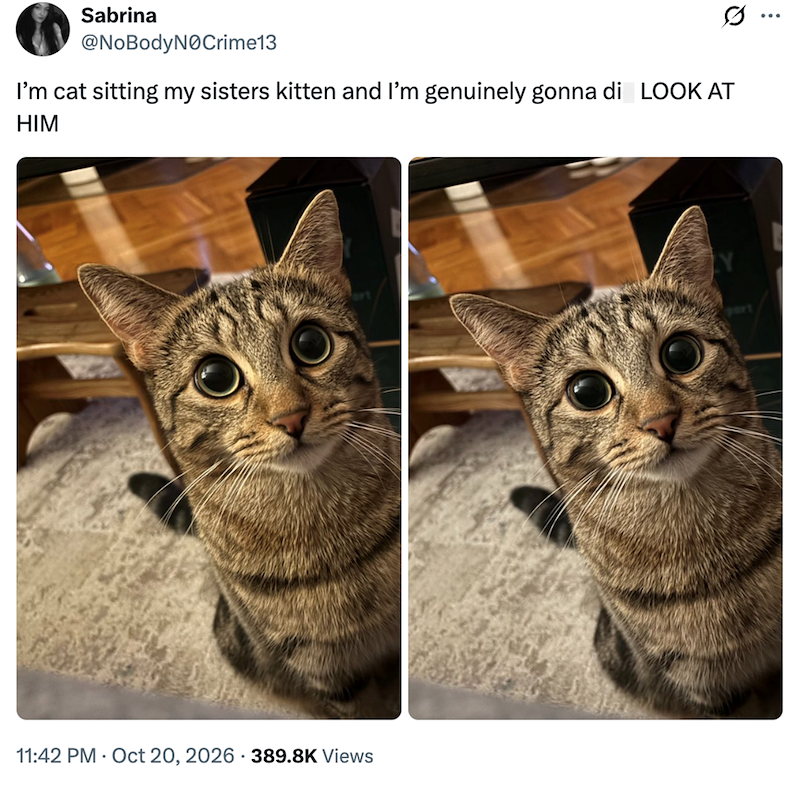 Sabrina @NoBodyN0Crime13 I'm cat sitting my sisters kitten and I'm genuinely gonna di LOOK AT HIM 11:42 PM Oct 20, 2026 389.8K Views ...