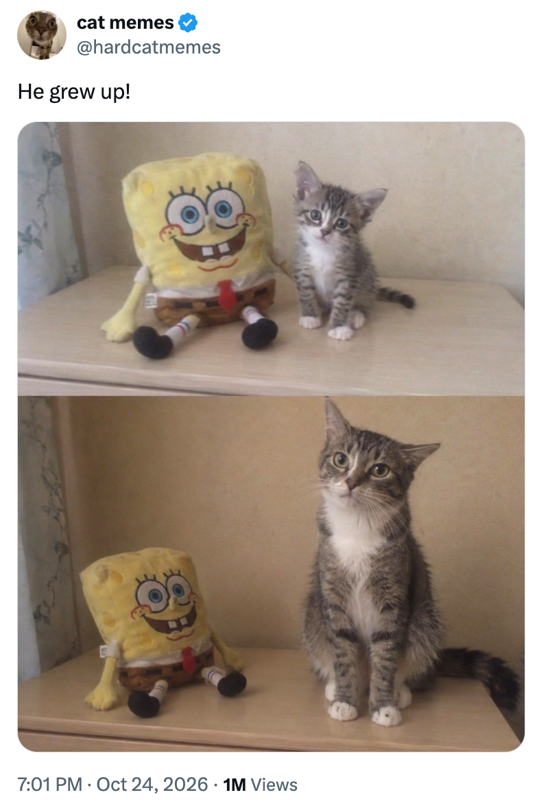 cat memes @hardcatmemes He grew up! 7:01 PM Oct 24, 2026 1M Views .