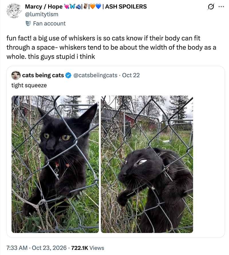 Marcy / Hope Wall @lumitytism | ASH SPOILERS Fan account fun fact! a big use of whiskers is so cats know if their body can fit through a space- whiskers tend to be about the width of the body as a whole. this guys stupid i think cats being cats tight squeeze @catsbeiingcats · Oct 22 7:33 AM Oct 23, 2026 722.1K Views .. ...