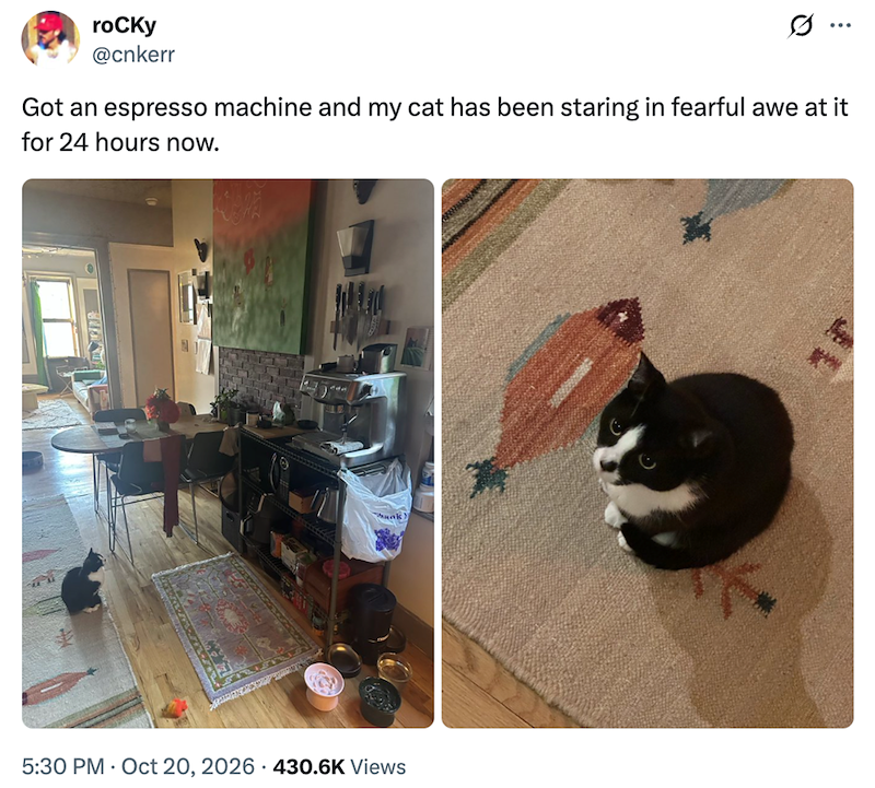 rocky @cnkerr ... Got an espresso machine and my cat has been staring in fearful awe at it for 24 hours now. hank 5:30 PM Oct 20, 2026 430.6K Views