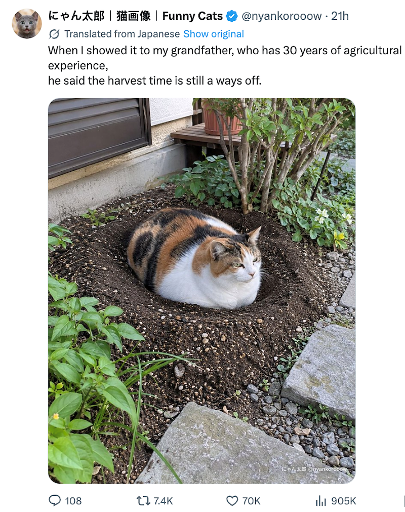 にゃん太郎 |猫画像 | Funny Cats @nyankorooow - 21h Translated from Japanese Show original When I showed it to my grandfather, who has 30 years of agricultural experience, he said the harvest time is still a ways off. 108 tl 7.4K છે 70K にゃん太郎 @nyankorooow Ill 905K