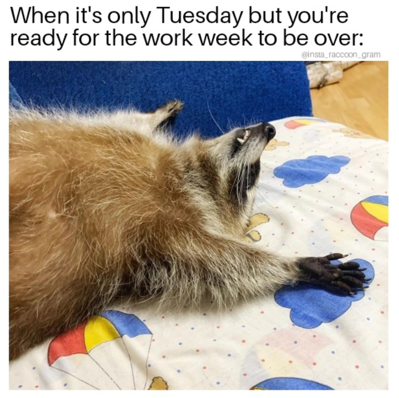 When it's only Tuesday but you're ready for the work week to be over: @insta_raccoon_gram