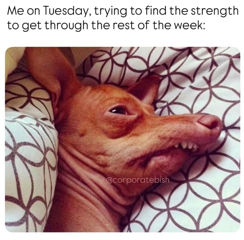 Me on Tuesday, trying to find the strength to get through the rest of the week: corporatebish