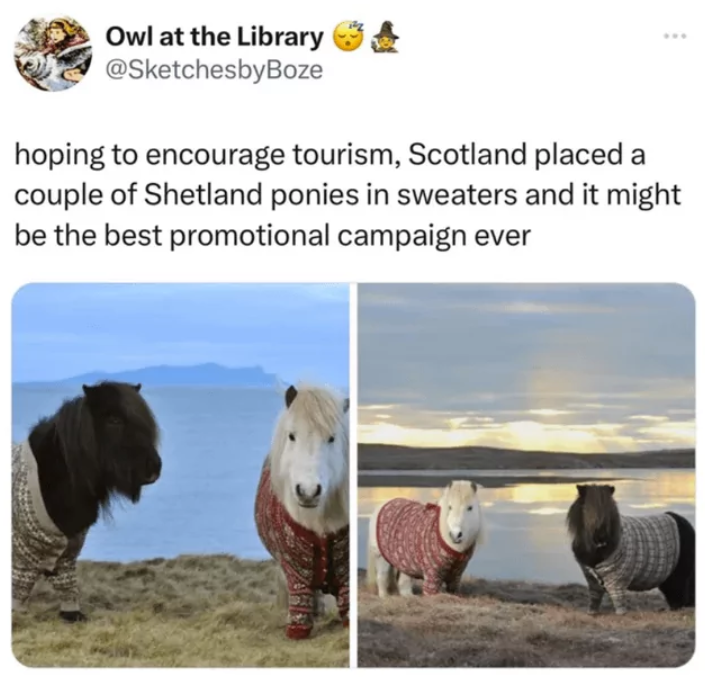 Owl at the Library @SketchesbyBoze hoping to encourage tourism, Scotland placed a couple of Shetland ponies in sweaters and it might be the best promotional campaign ever