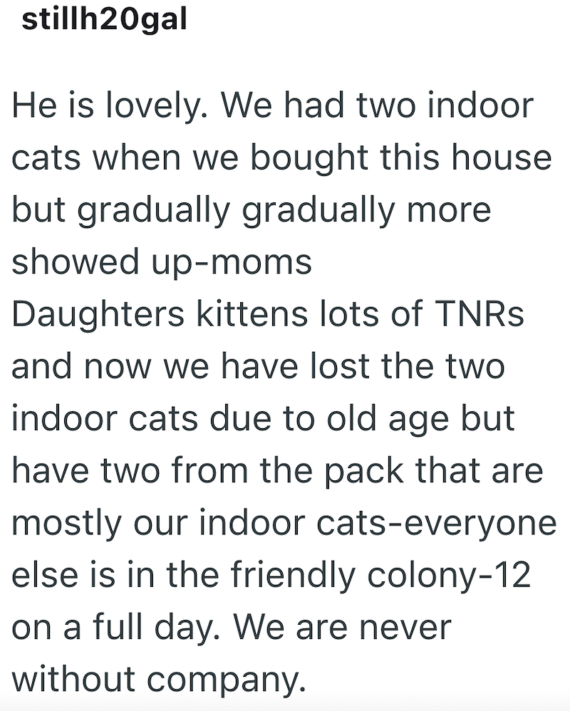 stillh20gal He is lovely. We had two indoor cats when we bought this house but gradually gradually more showed up-moms Daughters kittens lots of TNRS and now we have lost the two indoor cats due to old age but have two from the pack that are mostly our indoor cats-everyone else is in the friendly colony-12 on a full day. We are never without company.