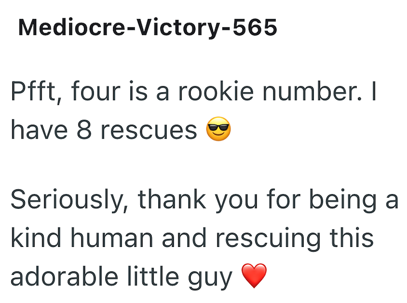 Mediocre-Victory-565 Pfft, four is a rookie number. I have 8 rescues Seriously, thank you for being a kind human and rescuing this adorable little guy
