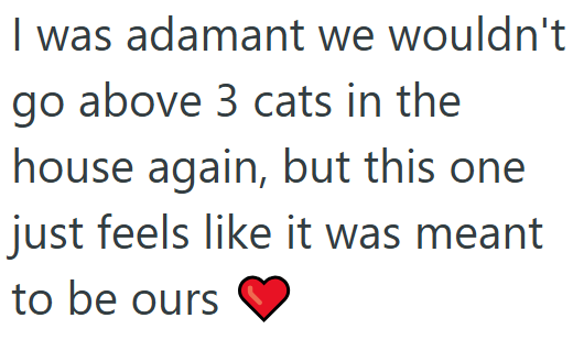 I was adamant we wouldn't go above 3 cats in the house again, but this one just feels like it was meant to be ours