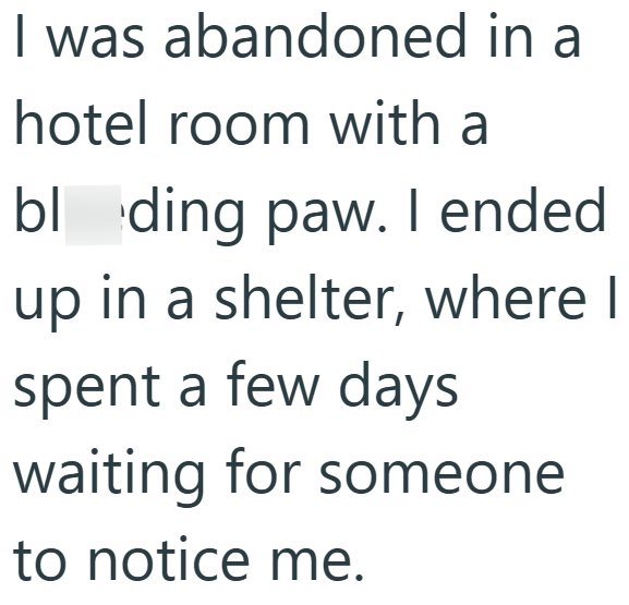 I was abandoned in a hotel room with a bl ding paw. I ended up in a shelter, where I spent a few days waiting for someone to notice me.