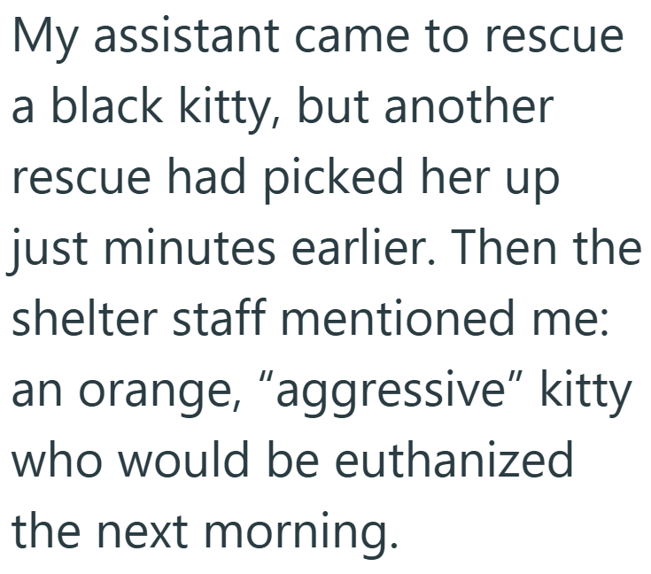 My assistant came to rescue a black kitty, but another rescue had picked her up just minutes earlier. Then the shelter staff mentioned me: an orange, "aggressive" kitty who would be euthanized the next morning.
