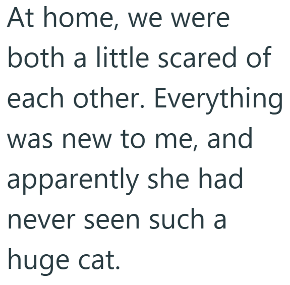 At home, we were both a little scared of each other. Everything was new to me, and apparently she had never seen such a huge cat.