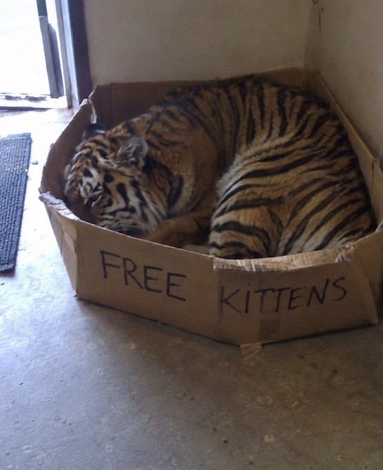 FREE KITTENS