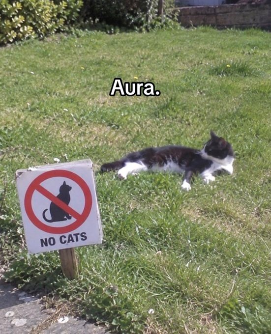 NO CATS Aura.