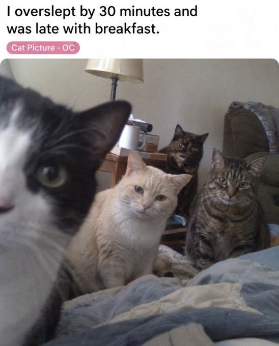 I overslept by 30 minutes and was late with breakfast. Cat Picture - OC