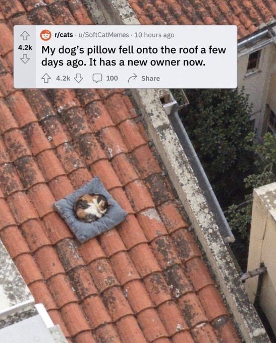 r/cats u/SoftCatMemes 10 hours ago 4.2k My dog's pillow fell onto the roof a few days ago. It has a new owner now. 4.2k 100 Share