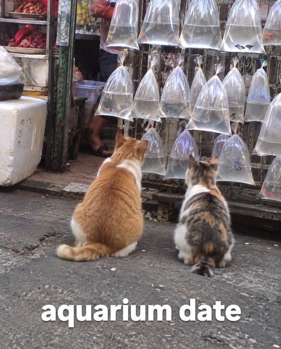 aquarium date