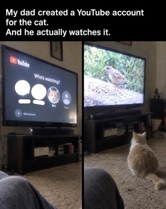 My dad created a YouTube account for the cat. And he actually watches it. YouTube Who's watching? Add accourt