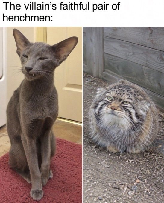 The villain's faithful pair of henchmen: