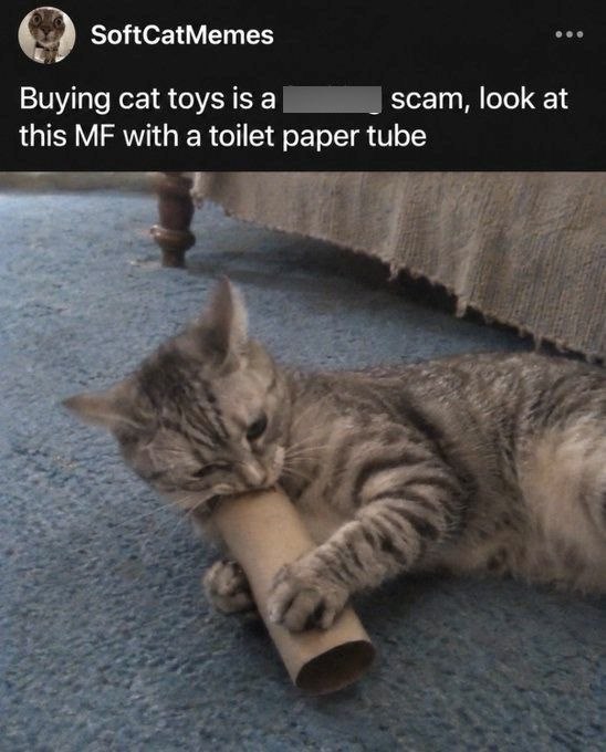 SoftCatMemes Buying cat toys is a this MF with a toilet paper tube scam, look at