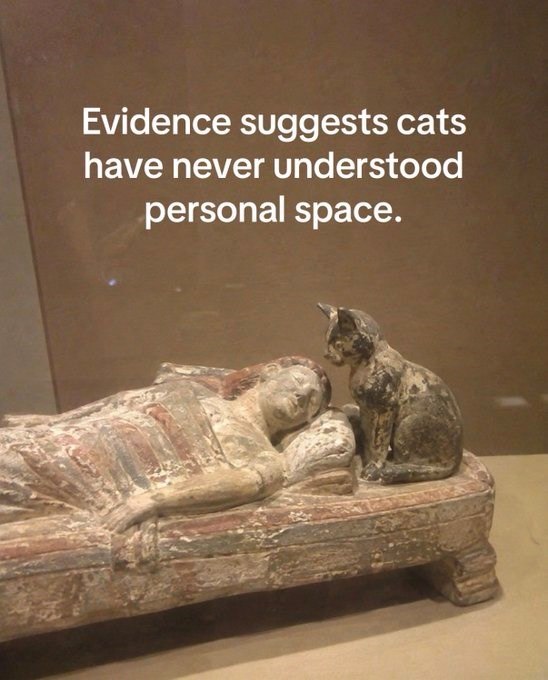 Evidence suggests cats have never understood personal space.