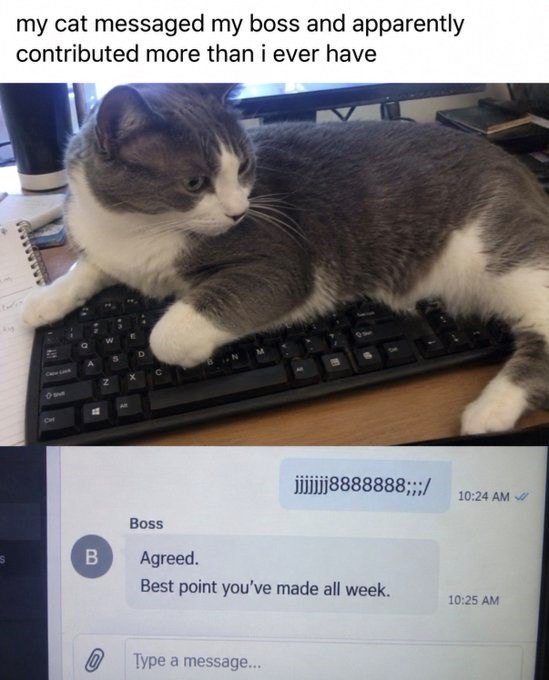 AN my cat messaged my boss and apparently contributed more than i ever have B W 5 D jjjjjjj8888888;;;/ 10:24 AM Boss Agreed. Best point you've made all week. Type a message... 10:25 AM