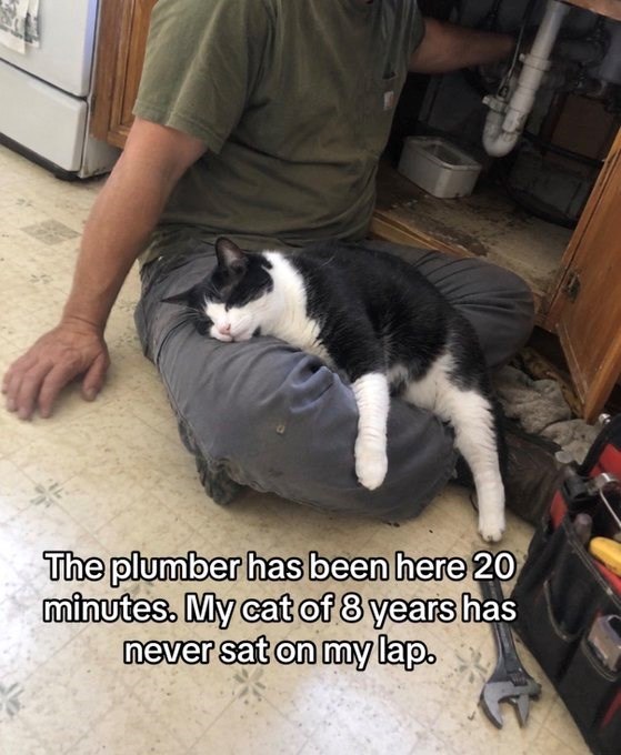 The plumber has been here 20 minutes. My cat of 8 years has never sat on my lap.
