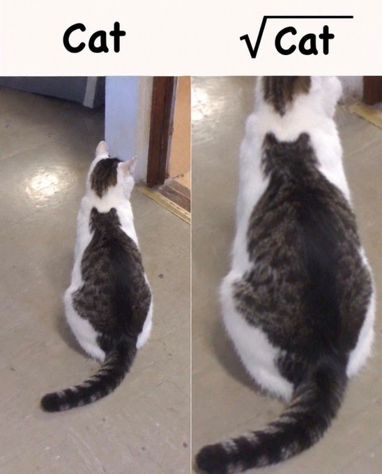 Cat √ Cat