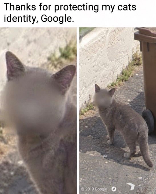 Thanks for protecting my cats identity, Google. 2019 Google