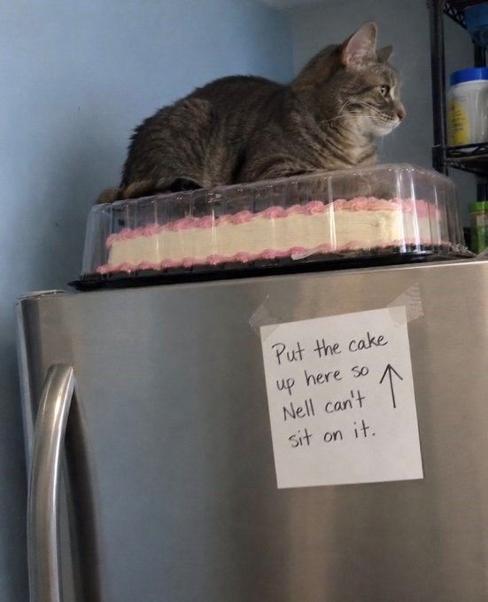 Put the cake up here so Nell can't sit on it. ↑