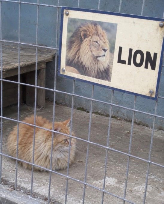 LION