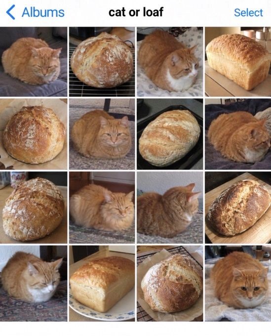 < Albums cat or loaf Select