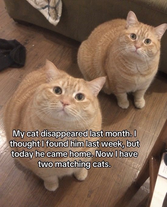 My cat disappeared last month. I thought I found him last week, but today he came home. Now I have two matching cats.